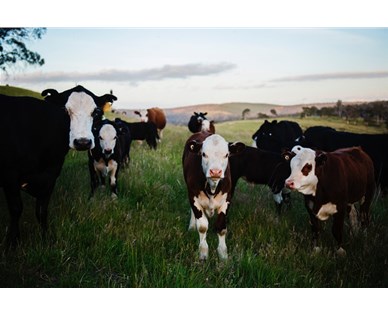 牛羊装上太阳能GPS定位耳标 促进智慧牧场建设